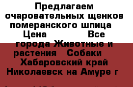 Предлагаем очаровательных щенков померанского шпица › Цена ­ 15 000 - Все города Животные и растения » Собаки   . Хабаровский край,Николаевск-на-Амуре г.